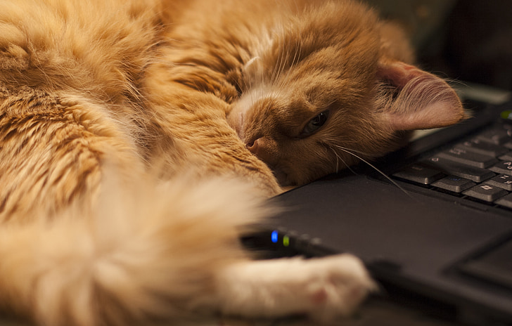 orange tabby cat beside black laptop
