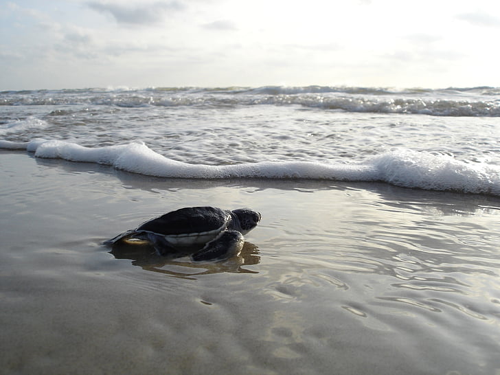 sea turtle crawling through body of water