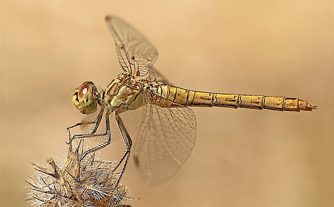 dragonfly perched on brown plant