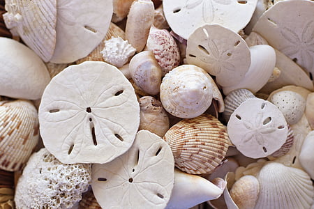 photo of white seashells