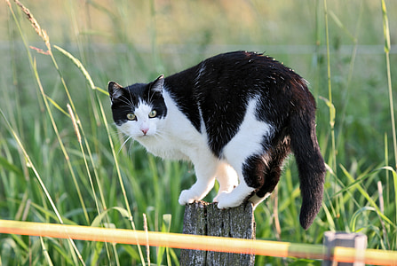 shallow focus photography of black and white cat sitting on wooden plank