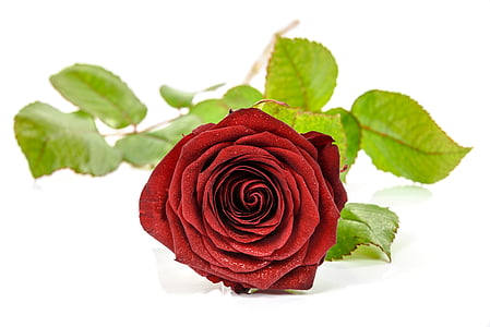 macro shot of red rose