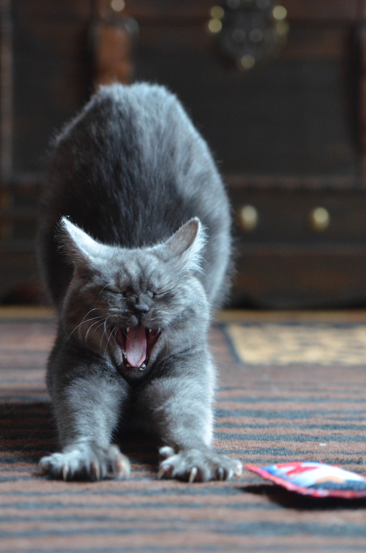 gray cat on brown and black area rug yawning