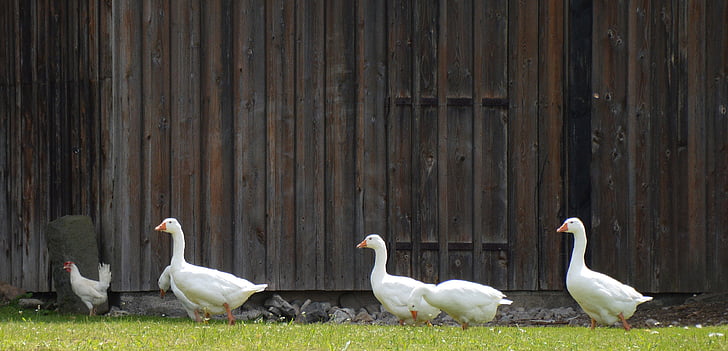 four white ducks