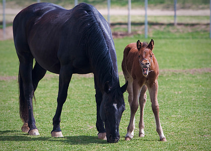 two black and brown horses on grass field