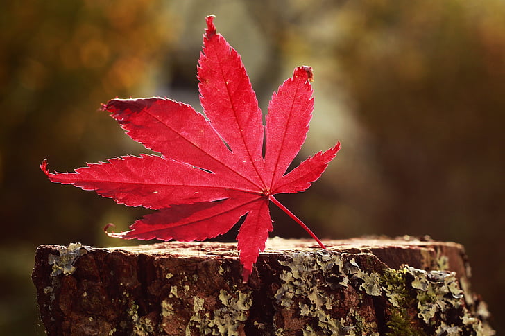 photo of red leaf top of tree trunk