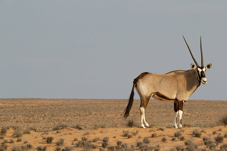 brown and white animal on desert field