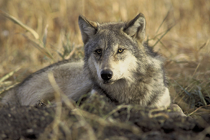 gray wolf in shallow focus photography