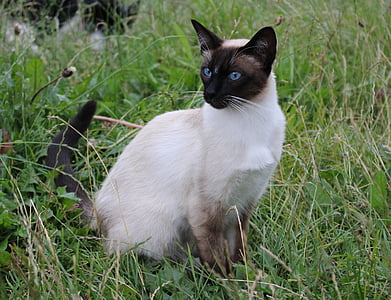 Siamese cat on green grass during daytime