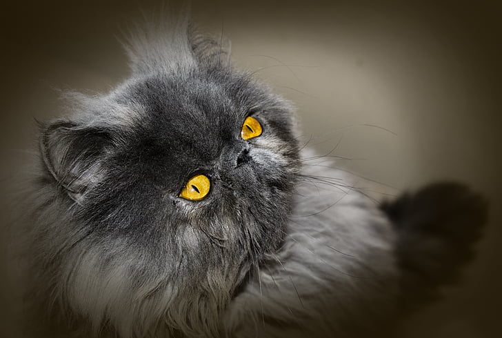 close-up photo of gray Himalayan cat
