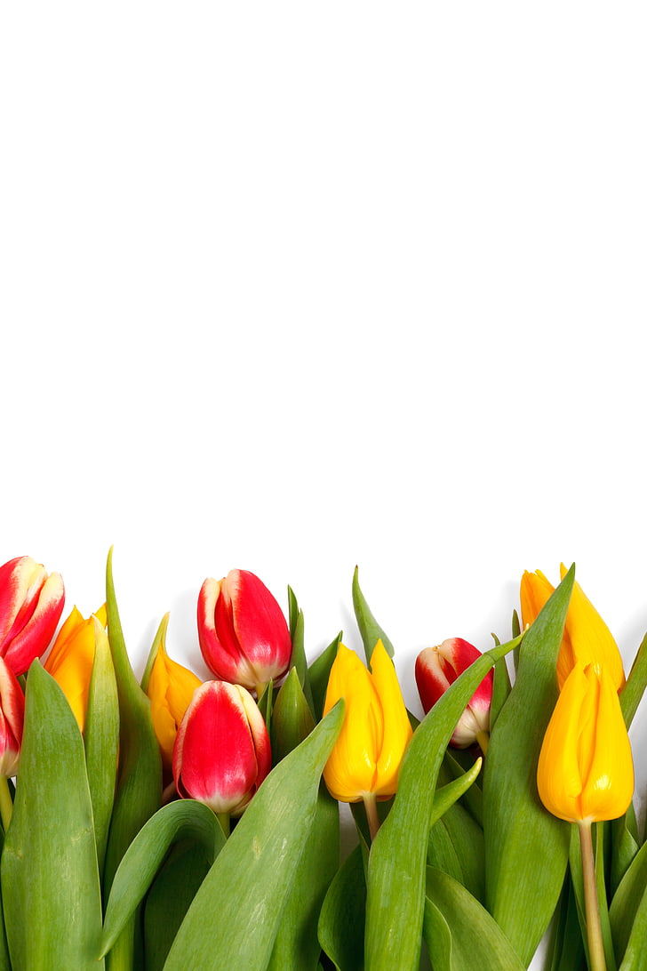 red and yellow tulips on white surface closeup photo