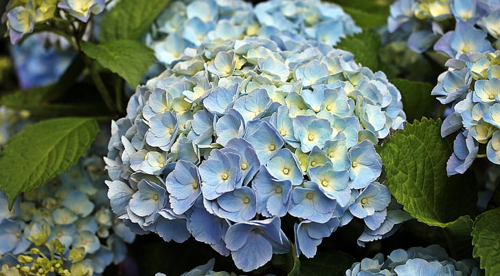 blue-and-yellow hydrangeas in bloom close up photo