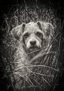 grayscale photo of adult dog on grass