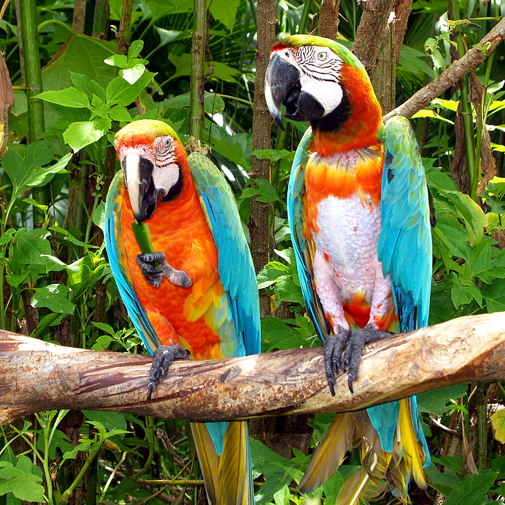 two macaws on tree branch