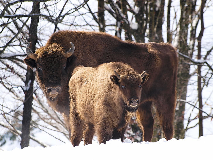 two brown bisons on tundra
