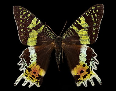 shallow focus of black and yellow butterfly