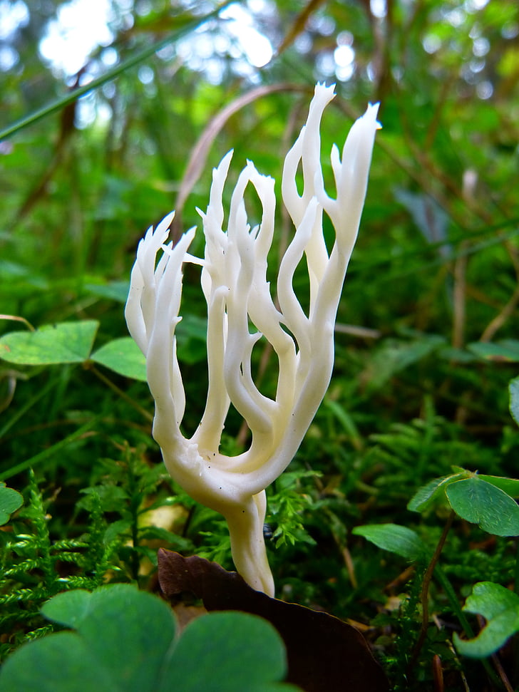 closeup photo of white fungus