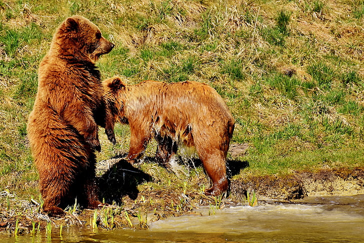 brown bears standing at the seashore