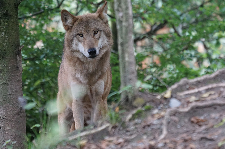 photo of brown wolf in forest