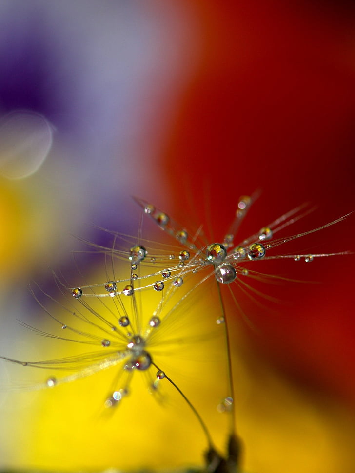dandelion, drops, wet, macro, plant, water