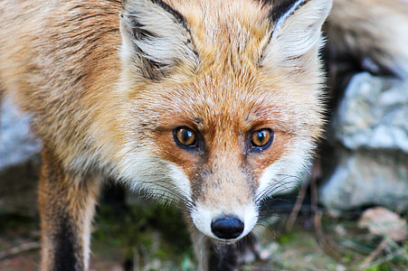 selective focus photography of red fox
