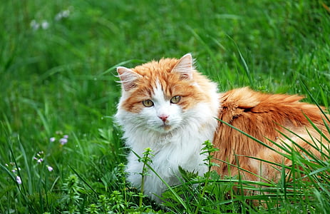 long-fur white and beige on green grass during daytime