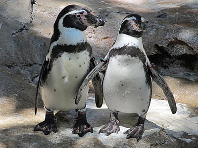 photo of black-and-white penguins