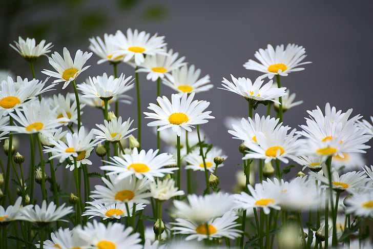 bed of white-and-yellow daisy flowers