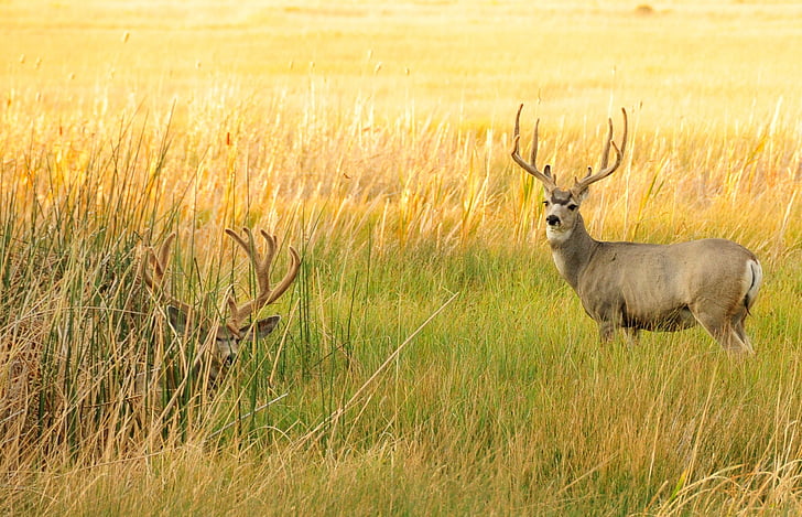 two brown deers on grass field during daytime