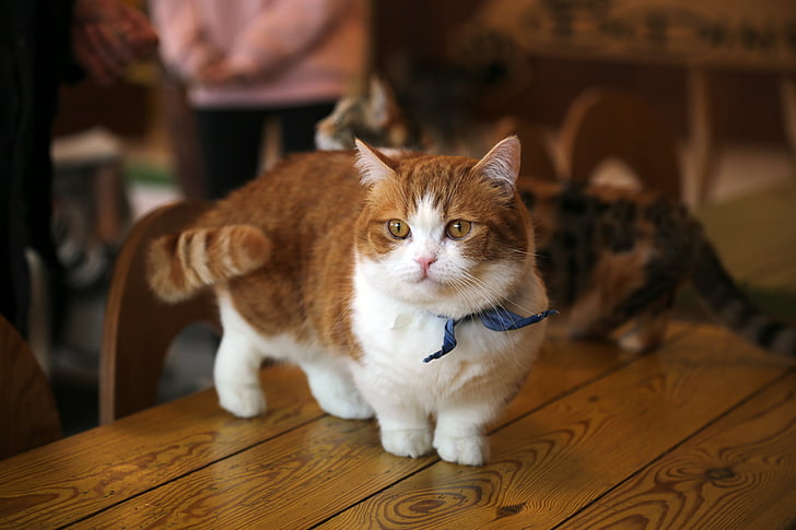 selective focus photography of short furry orange cat on table