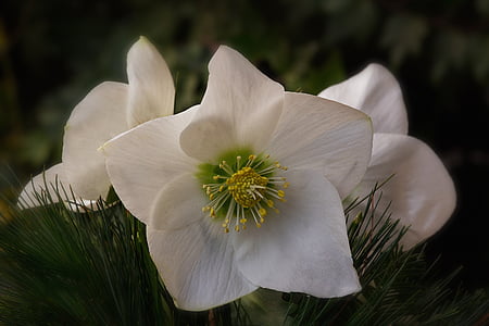 close up photography of white lenten rose flower
