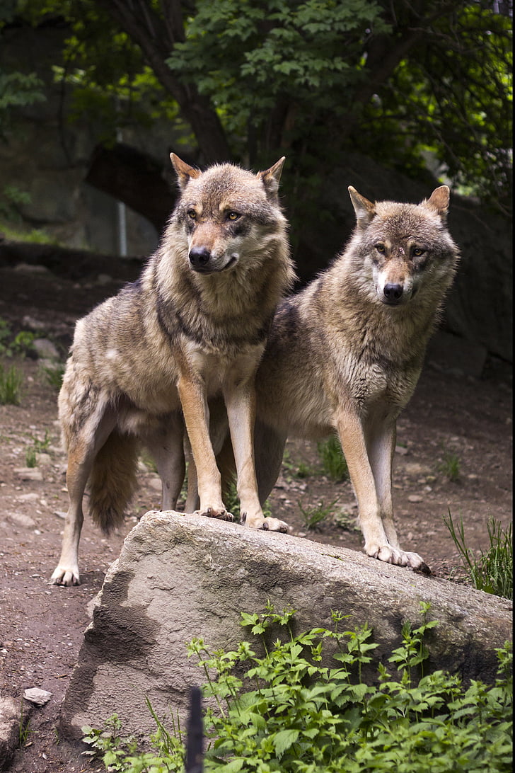 two brown wolves standing on ground