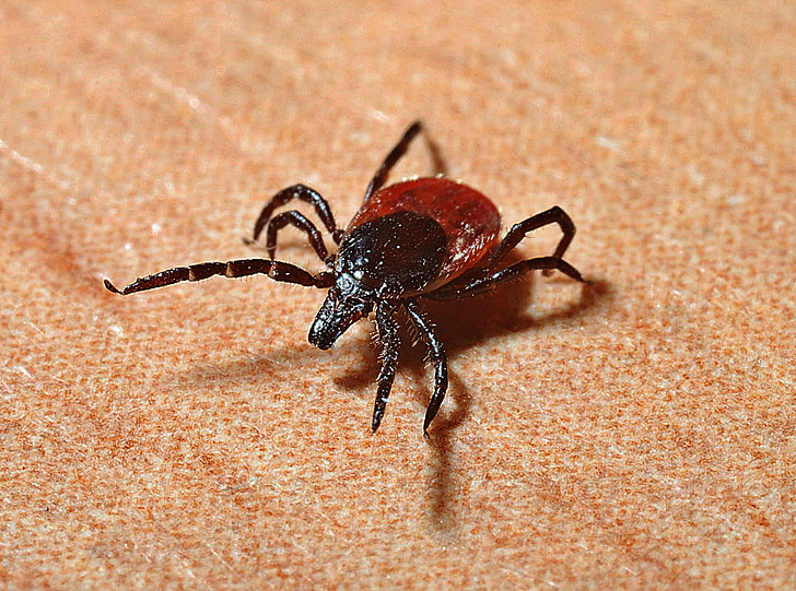 red and black dog tick