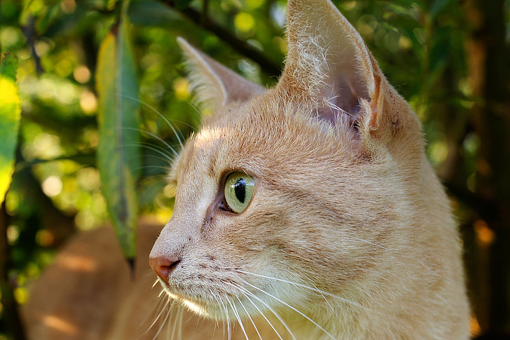 selective photography of orange tabby cat