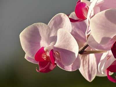 closeup photography of pink moth orchid