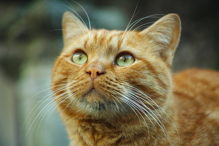 orange tabby cat closeup photography