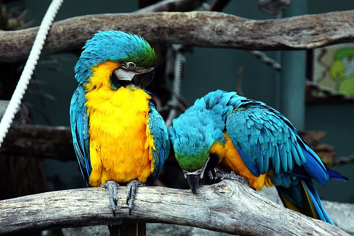 two blue-and-yellow macaws perching on brown tree branch near white rope during daytime