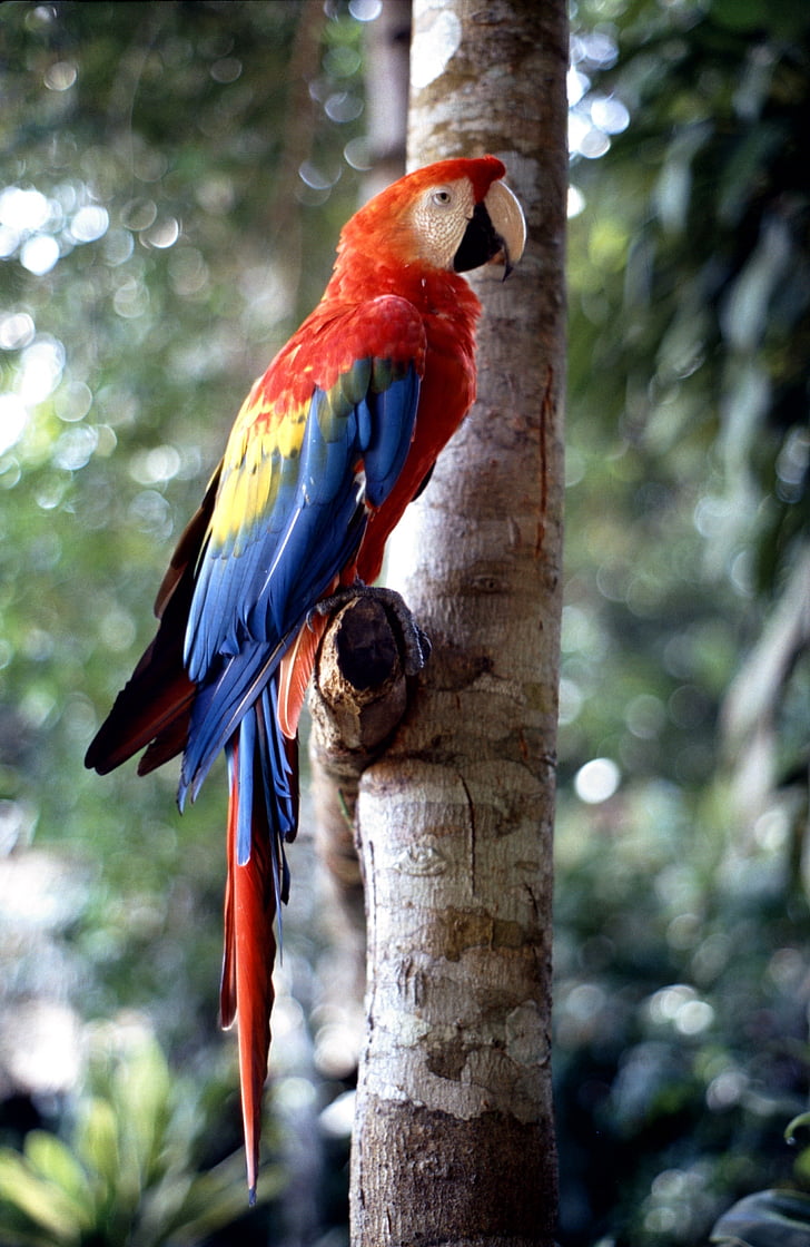 closeup photography of scarlet macaw perched on tree