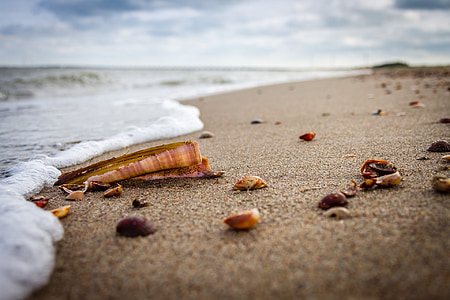 brown and white seashells on seashore