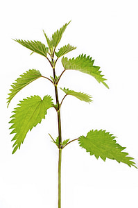 photo of green leaf plant