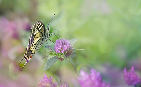 photo of tiger swallowtail butterfly on pink flower