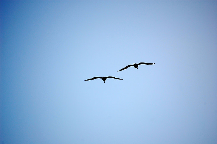 two flying black birds