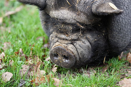 black pig lying on grass during daytime