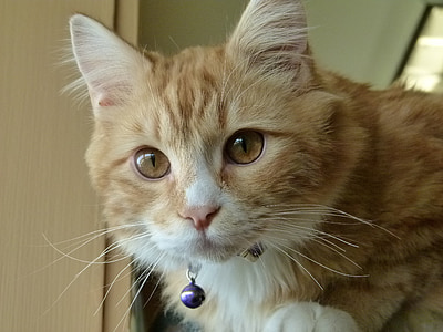 orange tabby cat wearing bell necklace
