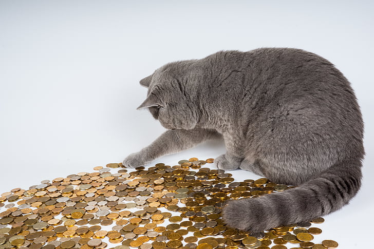 adult gray cat playing with coins