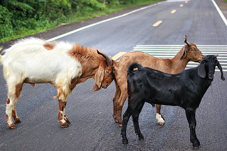three goats on road