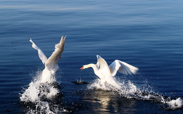 time lapse photography of two mute swans on water