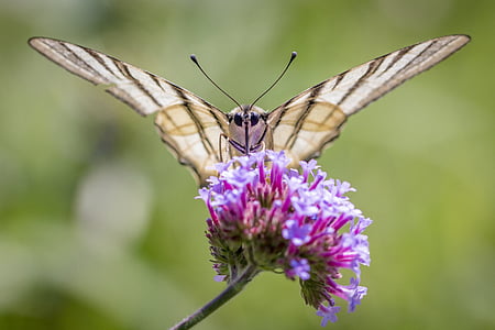 tiger swallowtail butterfly perched on purple flower