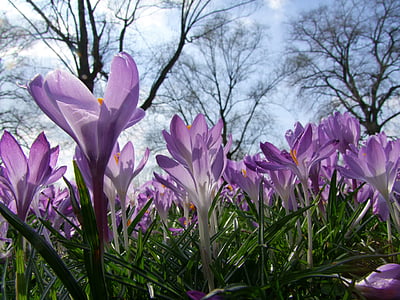 selective focus photography of purple crocus flower