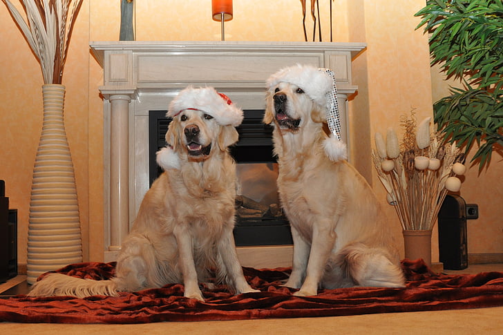 two adult golden retriever on focus photo